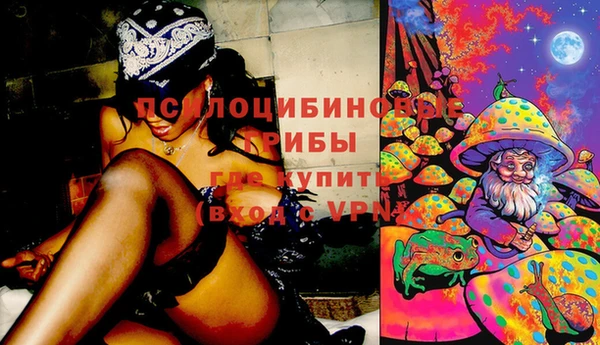 сатива Аркадак